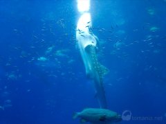 ジンベエザメの食事